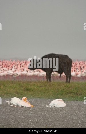 Water Buffalo standing in the rain at Lake Nakuru, Kenya Stock Photo