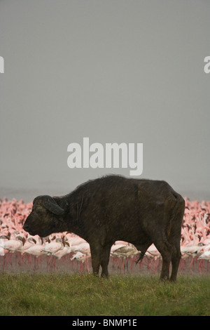 Water Buffalo standing in the rain at Lake Nakuru, Kenya Stock Photo