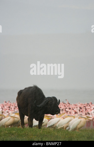 Water Buffalo standing in the rain at Lake Nakuru, Kenya Stock Photo