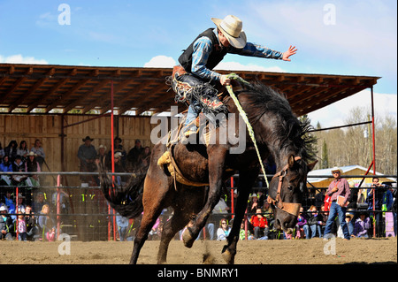 Saddle Bronc Rider In Action At Mt Garnet Rodeo. Mt Garnet, Queensland 