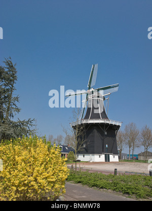 Netherlands Holland Groningen Grijpskerk Windmill Flowers Spring panorama Tower mill De Kievit Lapwing Stock Photo