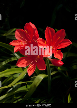 Clivia flowers (Amaryllidaceae)