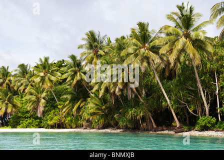 Rising sea levels or changed currents have undercut palm trees on the lagoon side of Jaluit Atoll, Marshall Islands Stock Photo