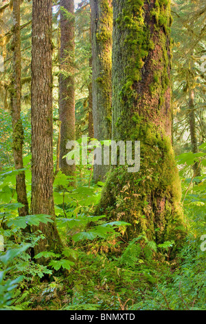 Moss and lichens cling to the trunks and limbs of old growth conifers in Alaska's Tongass National Forest, Alaska Stock Photo