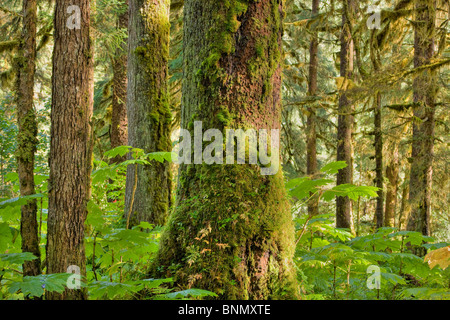 Moss and lichens cling to the trunks and limbs of old growth conifers in Alaska's Tongass National Forest, Alaska Stock Photo