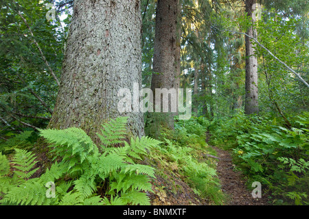 Hiking trail leads through the old growth trees in Alaska's Tongass National Forest, Alaska. Stock Photo