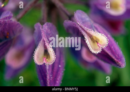 Closeup of Dew Covered Lupine Blooms KP AK Summer Turnagain Pass Stock Photo