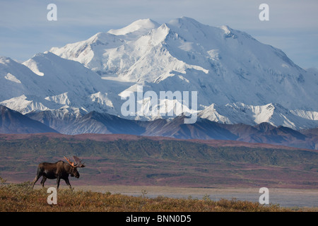 Bull moose standing on tundra in front of Mt. McKinley during Autumn, Denali National Park, Alaska Stock Photo