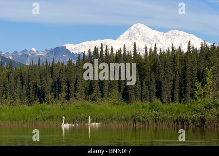 Pair of Trumpeter swans with cygnets on Byers lake with Denali in the background Summer Alaska Stock Photo