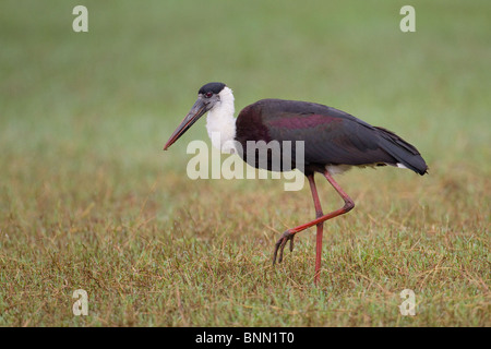 A Woolly-necked stork (Ciconia episcopus) Stock Photo