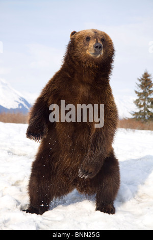 CAPTIVE Brown Bear stands on hind feet in snow during Winter at the Alaska Wildlife Conservation Center, Alaska Stock Photo