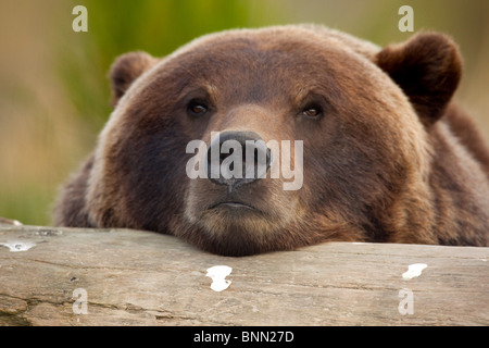 CAPTIVE Grizzly bear rests its head on a log at the Alaska Wildlife Conservation Center, Alaska Stock Photo