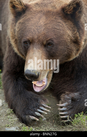 CAPTIVE Grizzly close up with both paws outstretched and showing teeth, Alaska Wildlife Conservation Center, Alaska