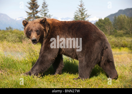 CAPTIVE adult Grizzly bear stands in profile and looks over shoulder at the Alaska Wildlife Conservation Center, Alaska