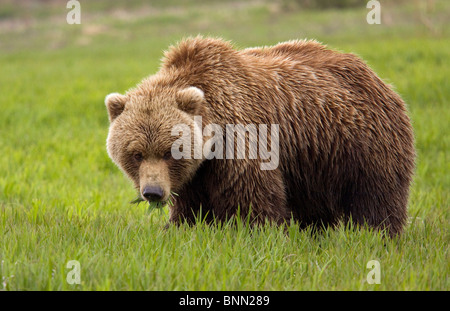 An Alaska coastal brown bear at Mikfik Creek in the McNeil River State Game Santuary, Alaska Stock Photo
