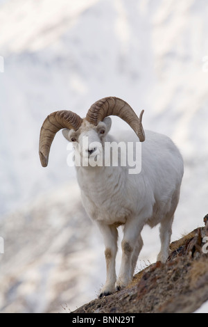 Dall Sheep ram on Sheep Mountain, Kluane National Park, Yukon Territory, Canada Stock Photo