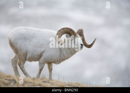 Dall Sheep ram on Sheep Mountain, Kluane National Park, Yukon Territory, Canada Stock Photo