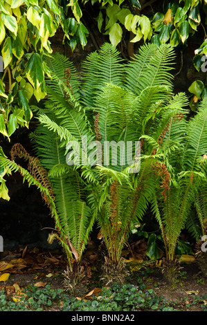 Ferns at Herterton House, Nr Cambo, Northumberland, UK  (Shuttlecock fern / Matteuccia struthiopteris ) Stock Photo