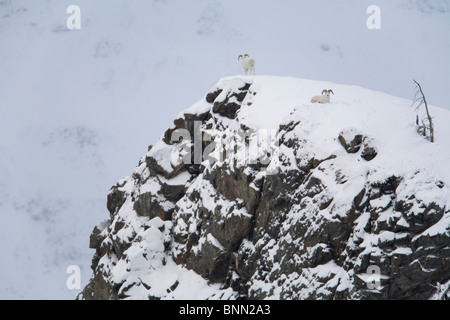 Dall Sheep standing and resting on rocky top of  Sheep Mountain, Kluane National Park, Yukon Territory, Canada Stock Photo