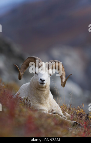 Dall Sheep ram bedded down on the mountainside with,  Mount Margaret, Denali National Park, Alaska Stock Photo