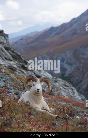 Dall Sheep ram bedded down on the mountainside with,  Mount Margaret, Denali National Park, Alaska Stock Photo