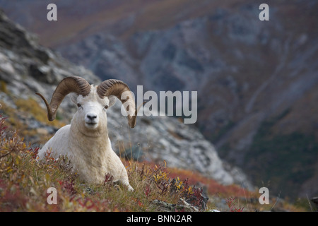 Dall Sheep ram bedded down on the mountainside with,  Mount Margaret, Denali National Park, Alaska Stock Photo