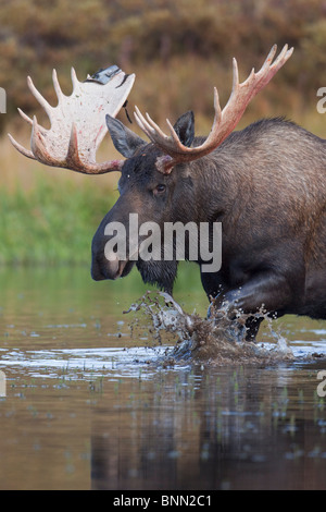 Bull moose walks through a pond in Denali National Park, Alaska Stock Photo