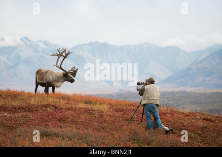 Man photographing a large bull caribou on a ridge in  Denali National Park during Autumn in Alaska Stock Photo