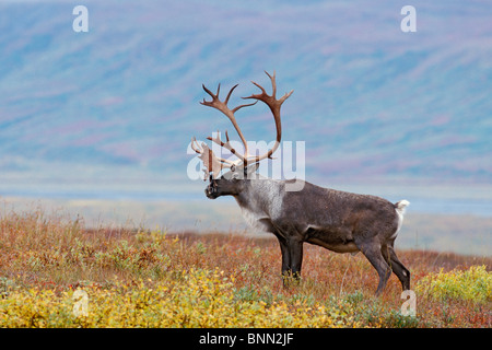 Caribou bull standing on ridge above the Denali bar with velvet hanging from antlers during in Denali National park, Alaska Stock Photo