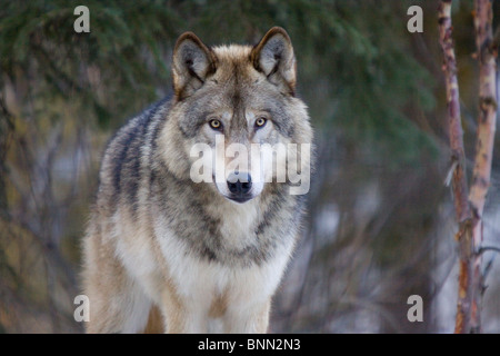 CAPTIVE Alaska wolf at the Alaska Wildlife Conservation Center in Alaska Stock Photo