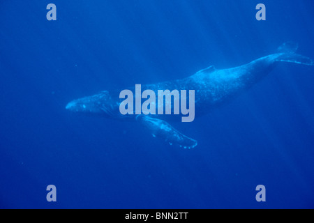 Humpback Whale w/Sunlight Rays in Water Maui Hawaii Stock Photo