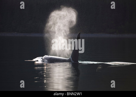 Orca Whale surfaces along a forested shoreline in Alaska's Inside passage, Admiralty Island, Tongass National Forest, Alaska Stock Photo