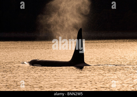 An Orca Whale exhales (blows) as it surfaces in Alaska's Inside Passage, Alaska Stock Photo