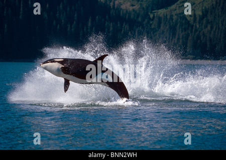 Double Breaching Orcas Bainbridge Passage Prince William Sound Alaska Summer Southcentral Stock Photo