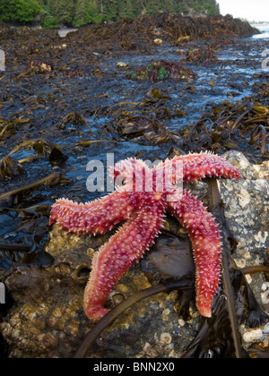 Star fish clings to a rock at low tide, Jackolof Bay  /noff of Kachemak Bay, Kenai Peninsula, Alaska Stock Photo