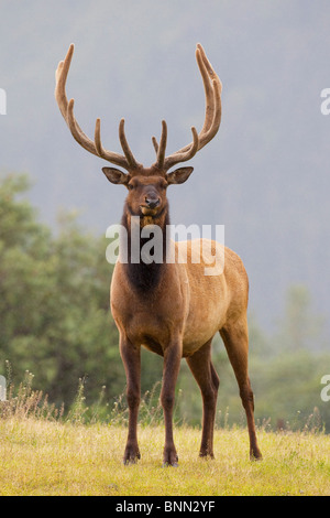 CAPTIVE bull Roosevelt Elk with antlers in velvet stands alert at the Alaska Wildlife Conservation Center, Alaska Stock Photo