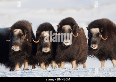 Musk-ox cows in a defensive lineup during Winter on the Seward Peninsula near Nome, Arctic Alaska Stock Photo