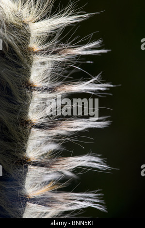 Ngezi National Park Stock Photo - Alamy