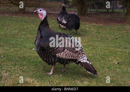 Side view of one young free range domestic turkey, with two more out of focus in the background. Stock Photo