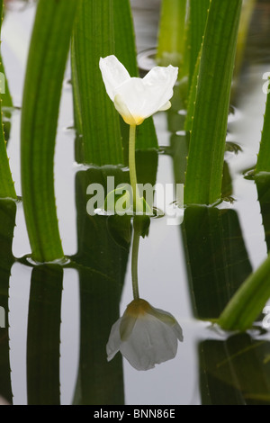 Flowering Water soldier (Stratiotes aloides) reflected in the water surface Stock Photo