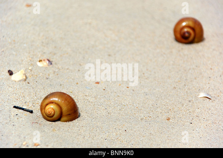 Snails on beach. One closeup and one in distance Stock Photo