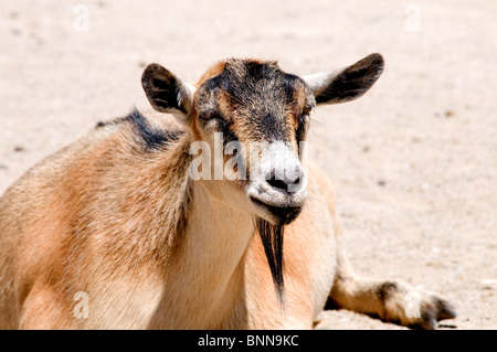Pygmy goat lying down Stock Photo