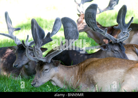 Caribou laying down in the grass Stock Photo