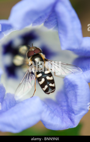Hoverfly on a  Nicandra Physalodes - Shoo fly flower Stock Photo
