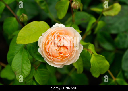 Rose 'Sweet Juliet' (Ausleap), a fragrant shrub English rose with apricot-colour flowers from David Austin. Stock Photo