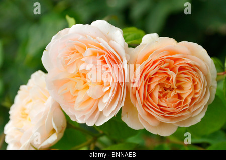 English rose ausleap hi-res stock photography and images - Alamy