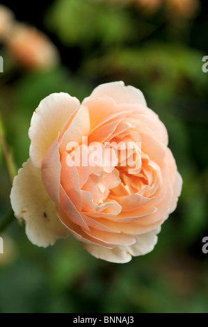 Rose 'Sweet Juliet' (Ausleap), a fragrant shrub English rose with apricot-colour flowers from David Austin. Stock Photo