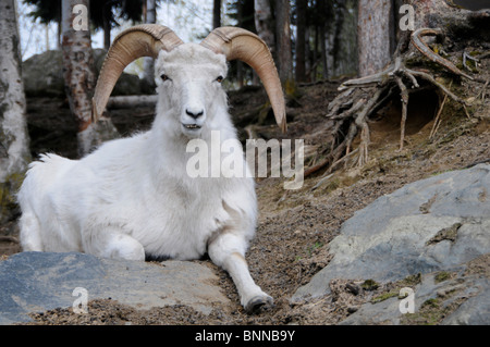 Dall Sheep at Rest Stock Photo