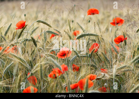 Red poppies growing in the cereal crop Stock Photo