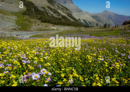 swiftcurrent pass mountain wildflowers glacier national park USA ...